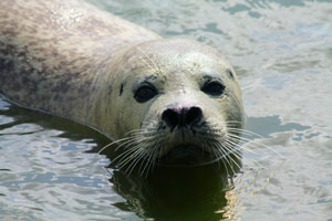 Seehunde gehören zu den Big Five der Wattenmeer-Bewohner