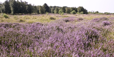 Heideblüte in Cuxhaven