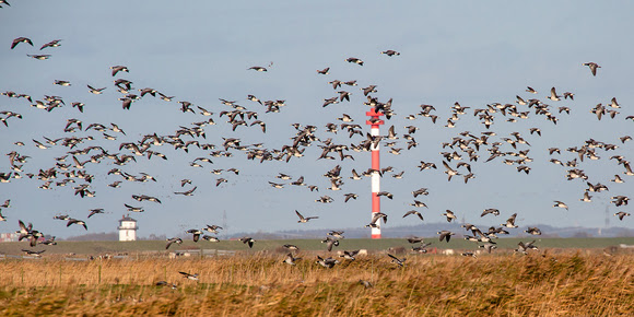 Zugvogeltage in Cuxhaven