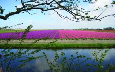 Tulpenfelder in Noord-Holland