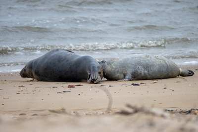 Kegelrobbennachwuchs auf Amrum