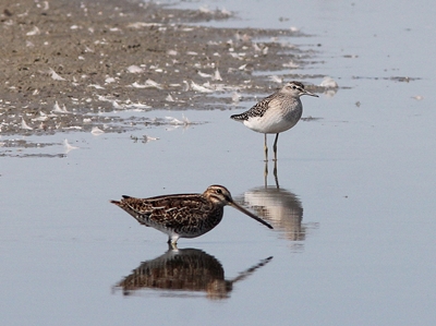 Bekassine im Wattenmeer